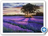 8.- CAMPOS DE LAVANDA