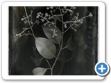 014-Ligustrum Japonicum. 55x76 cms. Impresión tintas minerales epson sobre papel Fuji 270 gr/m. Precio: 245 €
