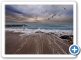 Gaviotas. Julián Negredo. Fotografía 29x18,5 - 35,00 € con marco