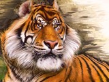 Tigre – 260,00 €